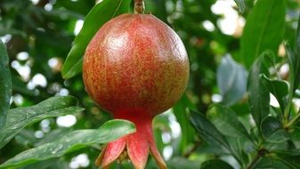 georgia pomegranate