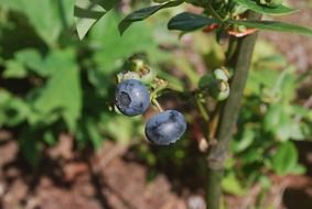 Blueberries on the bush