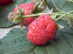 red sweet raspberry on the green leaf