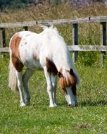shetland pony munching grass