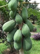 papaya tropical