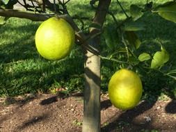 lemon tree with unripe fruits