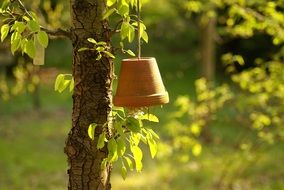 pot of a flower hang on a tree branch