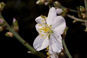 White flower on a almond tree