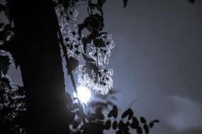 clematis at night