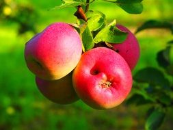 Four red apples on a branch