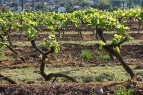 landscape of vineyard in autumn