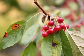 forest tree with berries