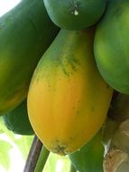 Papayas in South America