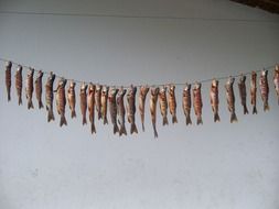 fishes on a rope in Thailand