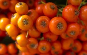 Mountain ash berries close up