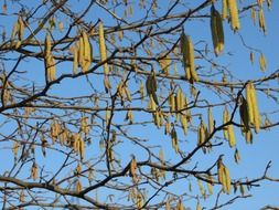 long earrings on a large tree