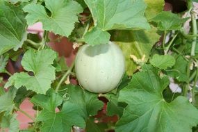 Melon on the plant