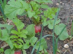 beetroot grow in the garden