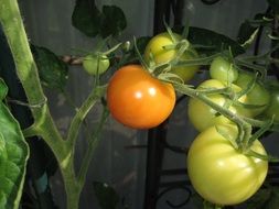 green tomatoes on a plant branch