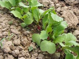 growing radish on the field