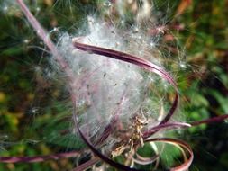 wild flower with fluffy seeds close up