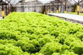 green salad in the greenhouse