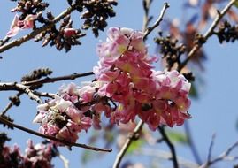 delicate purple cassia flower