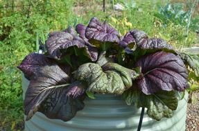 mustard plant in a pot