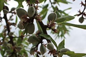 fruits on almond tree branches