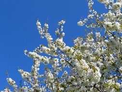 white flowering of a fruit tree