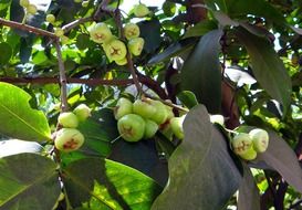 syzygium jambos fruits on tree, india