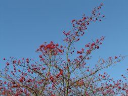 red berries Hawthorn on the tree