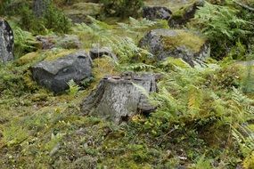 vegetation of forest in sweden