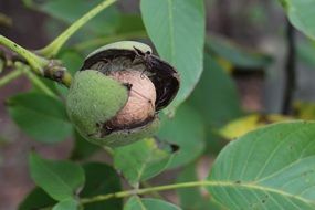 walnut greek green