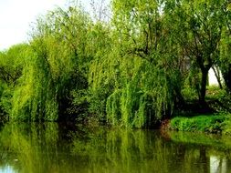 willow reflected in a lake in Balta