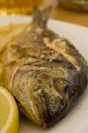 Grilled dorado with lemon on the white plate