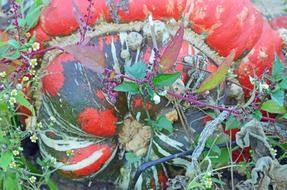 pumpkin in a garden