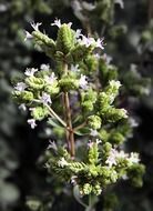 Oregano with white flowers