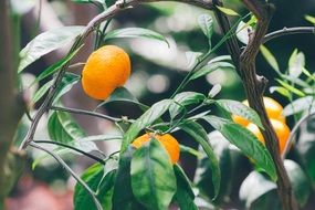 Orange fruits on a tree