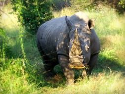 hippo stands on green grass in africa