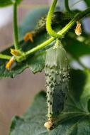 agriculture cucumber