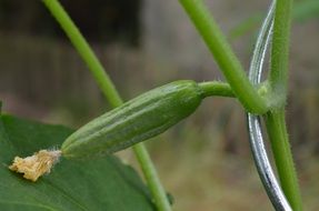 green cucumber in the garden close-up