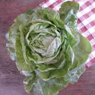 bio organic green lettuce