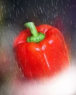 paprika in raindrops