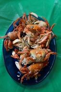 boiled crabs on blue plate