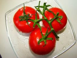 three tomatoes on glass plate