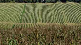 cornfield in autumn