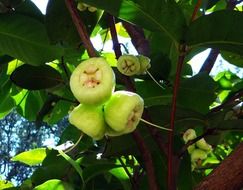 syzygium jambos on the tree