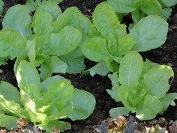 green salad on the garden bed