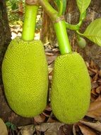 Green jackfruit on the plant