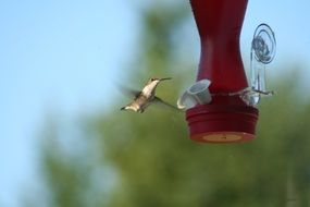 Tiny hummingbird in nature