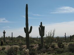 cacti in the wild desert