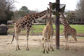 giraffes eating