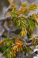 green leaves of pine forest